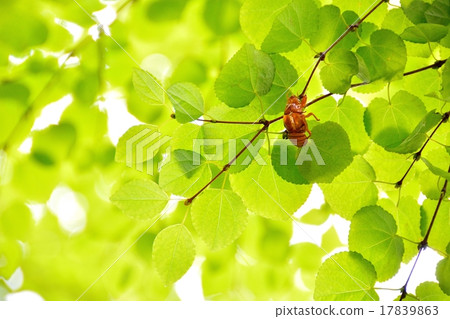 Fresh green image Chestnuts falling in leaves of wigs Fresh green image Chestnuts falling in leaves of wigs 17839863