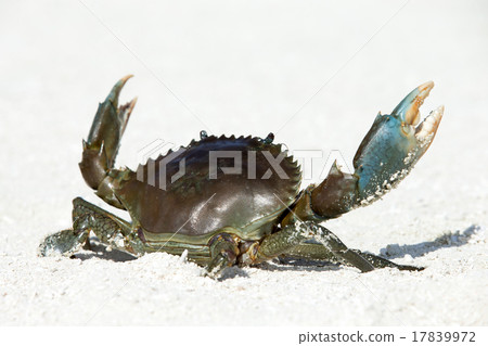 crab on beach 17839972