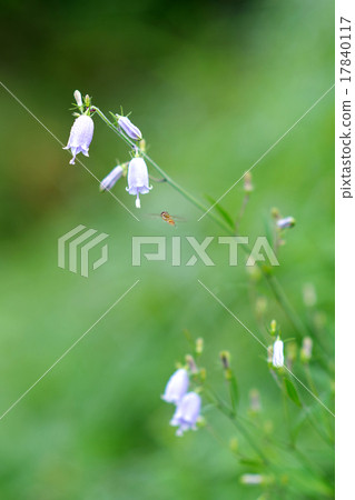 Terrigane and Hirata Arab 17840117