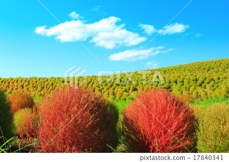 Kokia 's autumn leaves Kokia 's autumn leaves 17840341