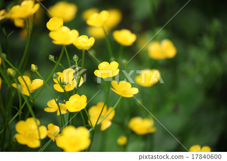 Buttercup Buttercup 17840600