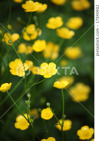 Buttercup Buttercup 17840602