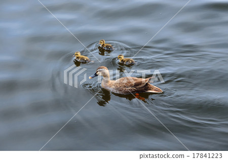 kalgamo的父母和孩子 17841223