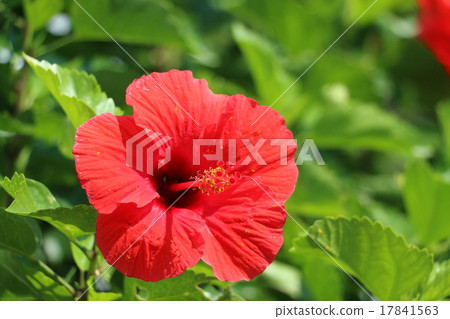 Hibiscus 17841563
