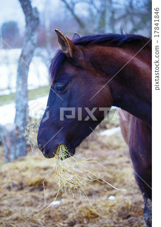 Head Brown Horse and  land in background 17841846