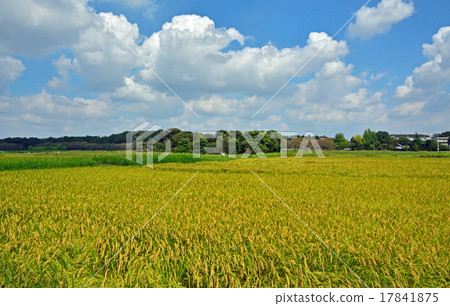 Minoru Numada：Kadaya Nitta 17841875