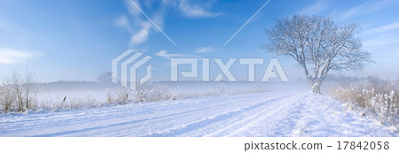Lonely tree at off-road in the winter Lonely tree at off-road in the winter 17842058