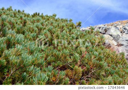 Pine wood Pine wood 17843646
