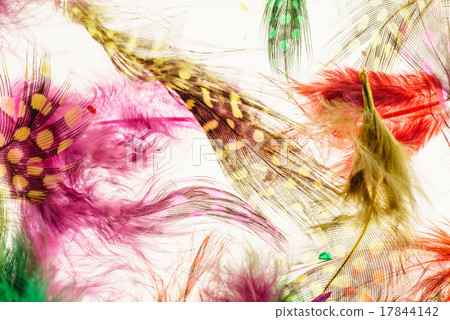 color feathers color feathers 17844142