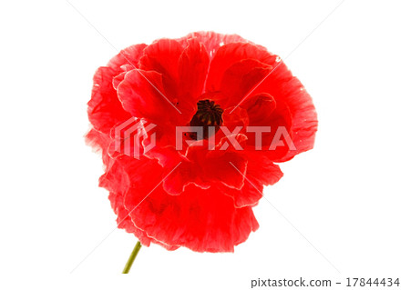 nice poppy nice poppy 17844434