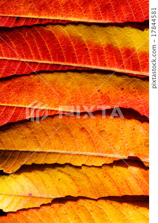 autumn leaves 17844581