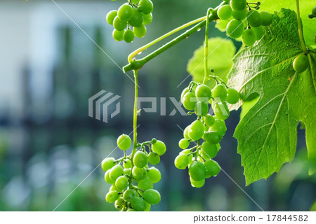 green grapes green grapes 17844582