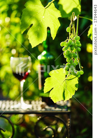 wine with grapes growing on the vineyard 17844643