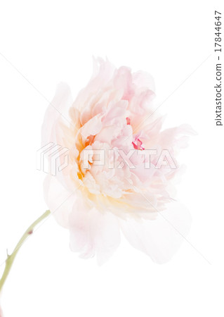 peony on the white 17844647