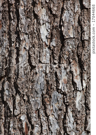 bark texture bark texture 17844668