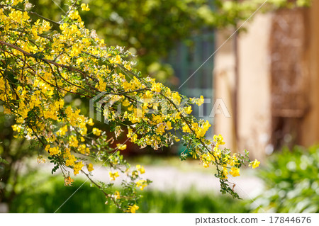 yellow flowers yellow flowers 17844676