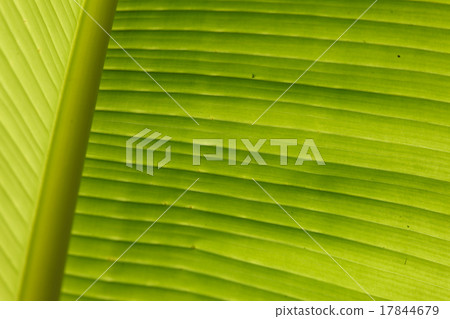 leaf texture leaf texture 17844679