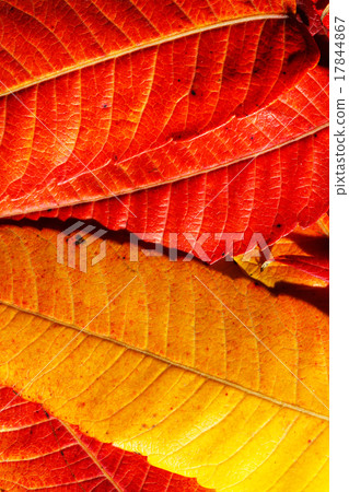 autumn leaves 17844867