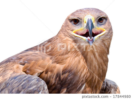 View of an eagle View of an eagle 17844980