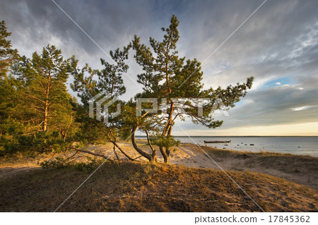 Pines on the beach Pines on the beach 17845362