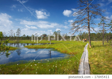 Viru bogs at Lahemaa national park 17845411
