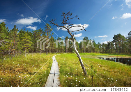 Viru bogs at Lahemaa national park 17845412