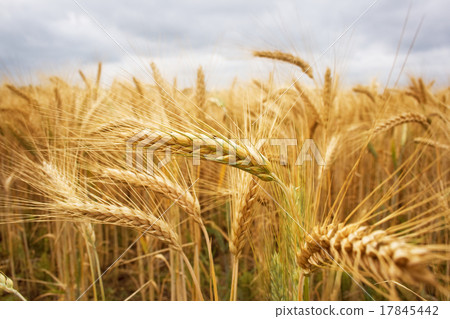 wheat field 17845442