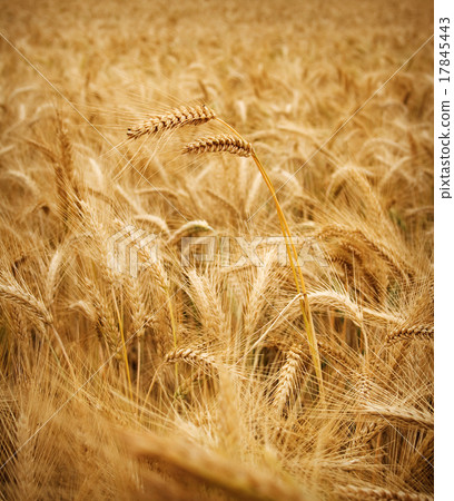 wheat field wheat field 17845443