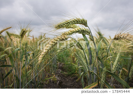 wheat field wheat field 17845444
