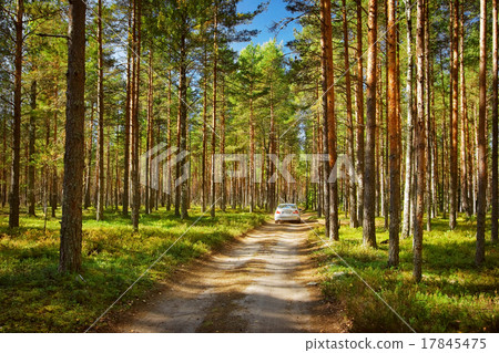 a car in the forest a car in the forest 17845475