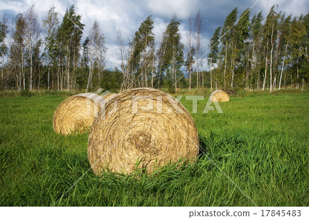 Round bales of straw on the grass 17845483