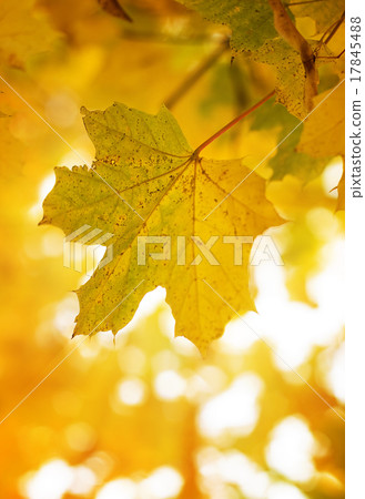 Maple leaf in sunshine 17845488
