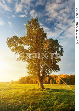 Lonely tree on the field in autumn in the morning 17845489