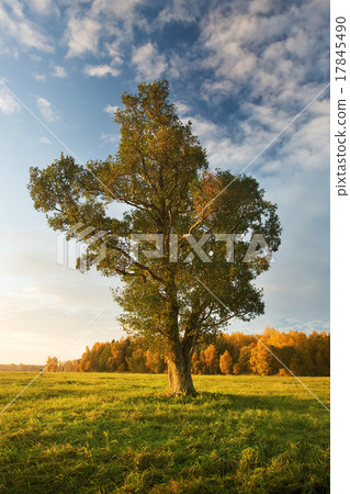 Lonely tree on the field in autumn in the morning Lonely tree on the field in autumn in the morning 17845490