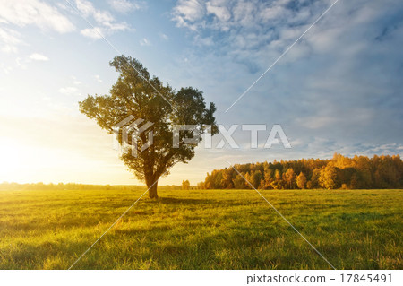 Lonely tree on the field in autumn in the morning 17845491