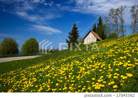 Blue landscape with dandelions 17845562