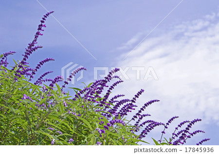 Salvia Leukansa Salvia Leukansa 17845936