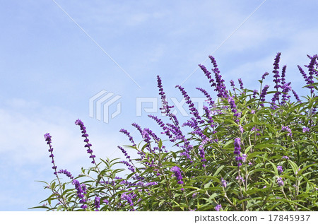 Salvia Leukansa 17845937