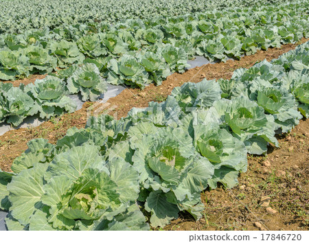 Green cabbage plantation Green cabbage plantation 17846720