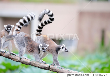 Wolverine lemur 17846773