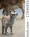 Baby goat 17846858