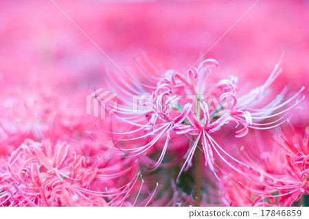 Cluster amaryllis Cluster amaryllis 17846859