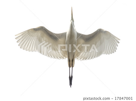 Flight of Daisuke 17847001