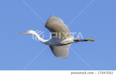 Flight of the rabbit 17847002