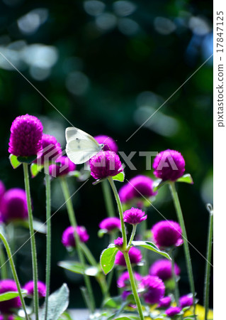稻草多刺在仙石 稻草多刺在仙石 17847125