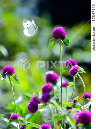 稻草多刺在仙石 稻草多刺在仙石 17847126