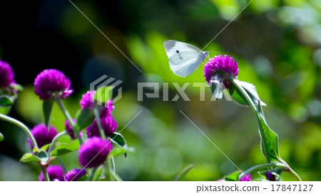 稻草多刺在仙石 稻草多刺在仙石 17847127
