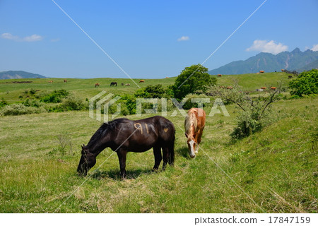 一匹放牧的馬 一匹放牧的馬 17847159