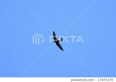 哈里奧迅速飛行 17847245