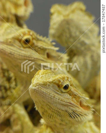 蜥蜴的視線 17847487